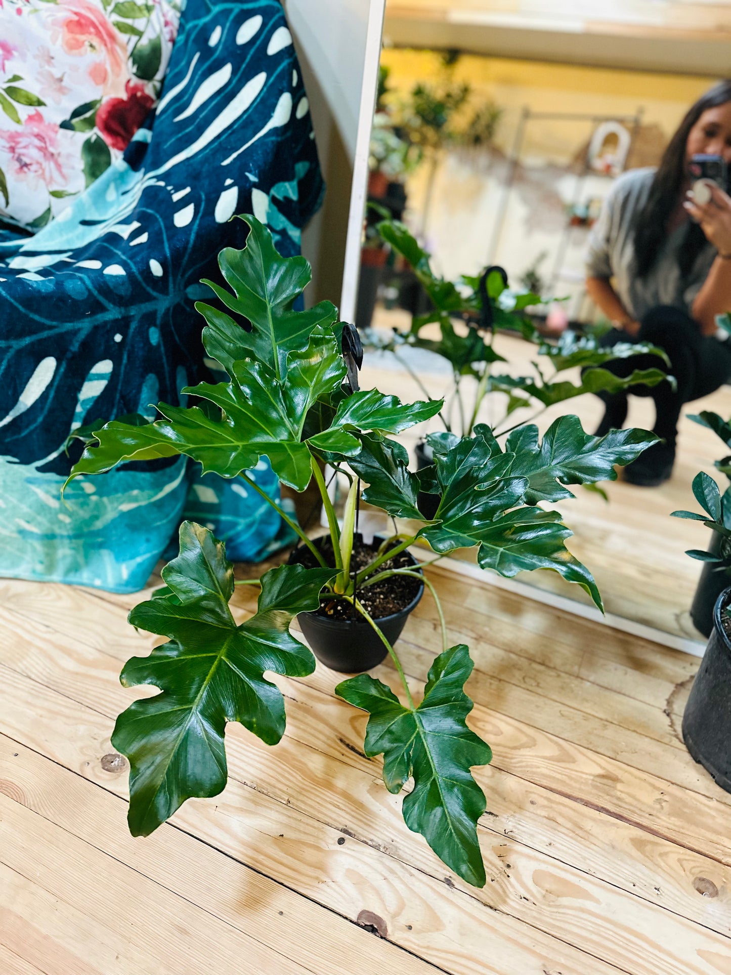 8" Philodendron Revolution Basket