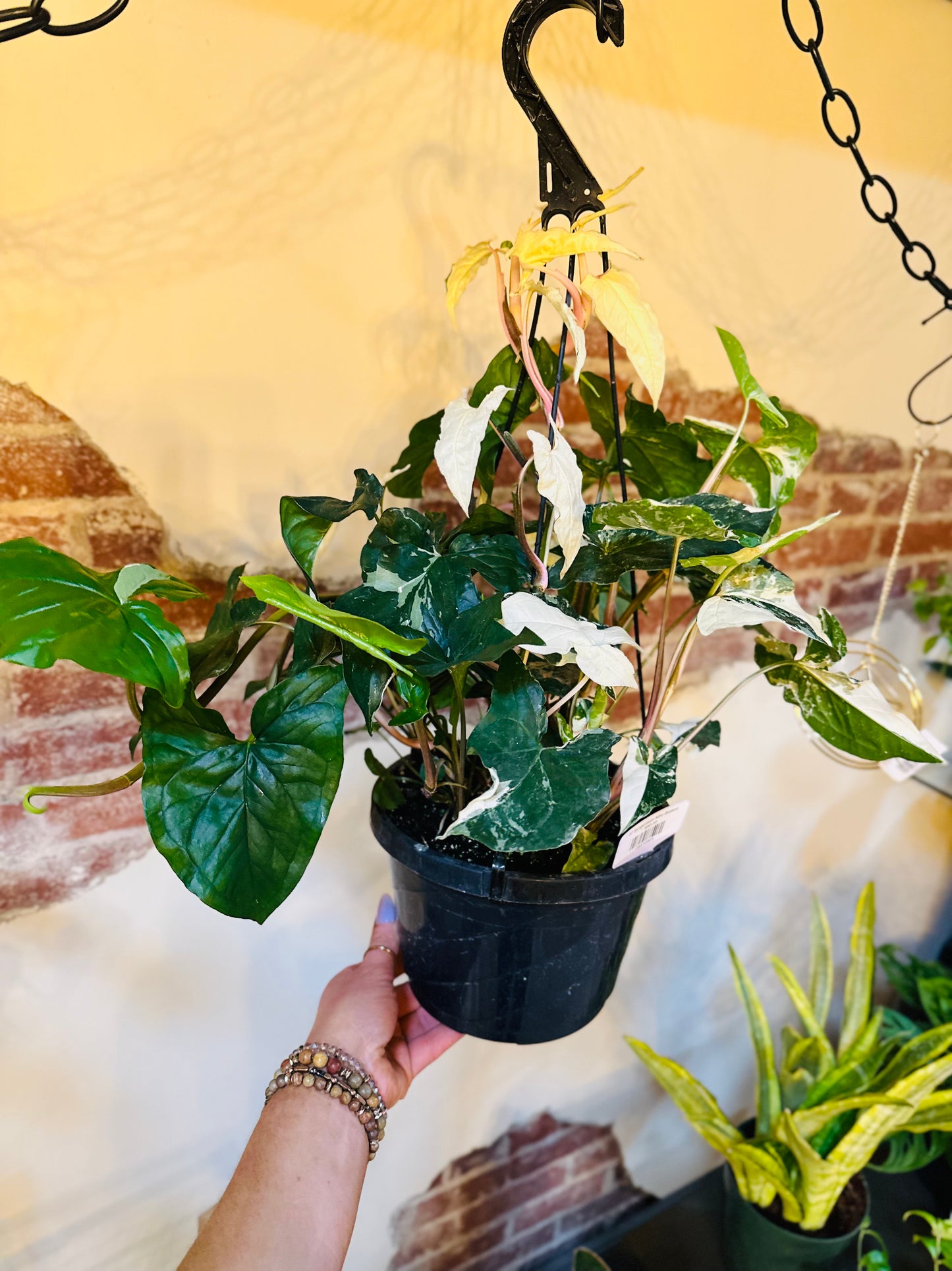 8" Syngonium Albo Basket