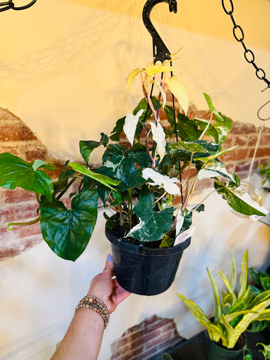 8" Syngonium Albo Basket
