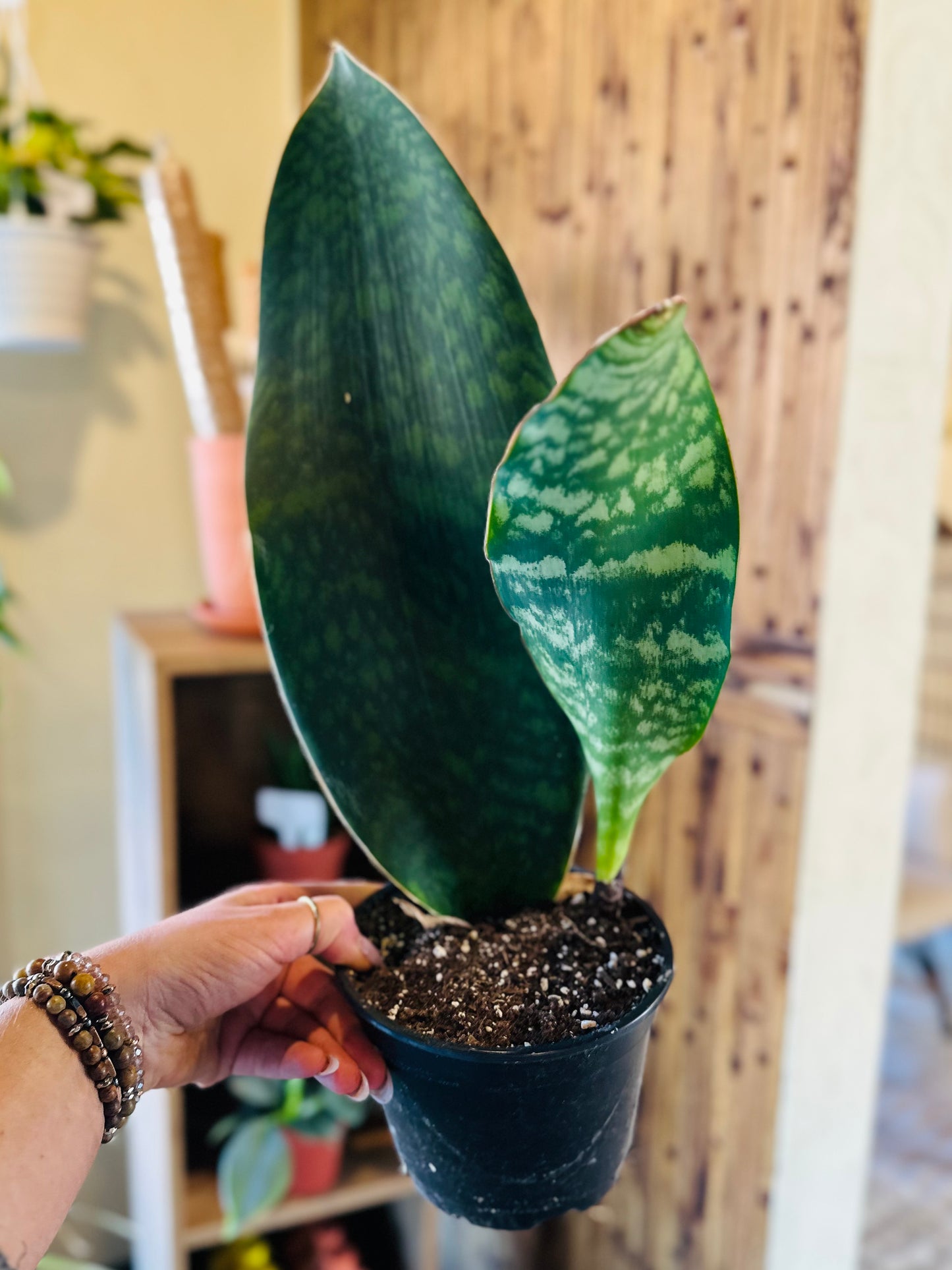 6" Whale Fin Victoria Snake Plant