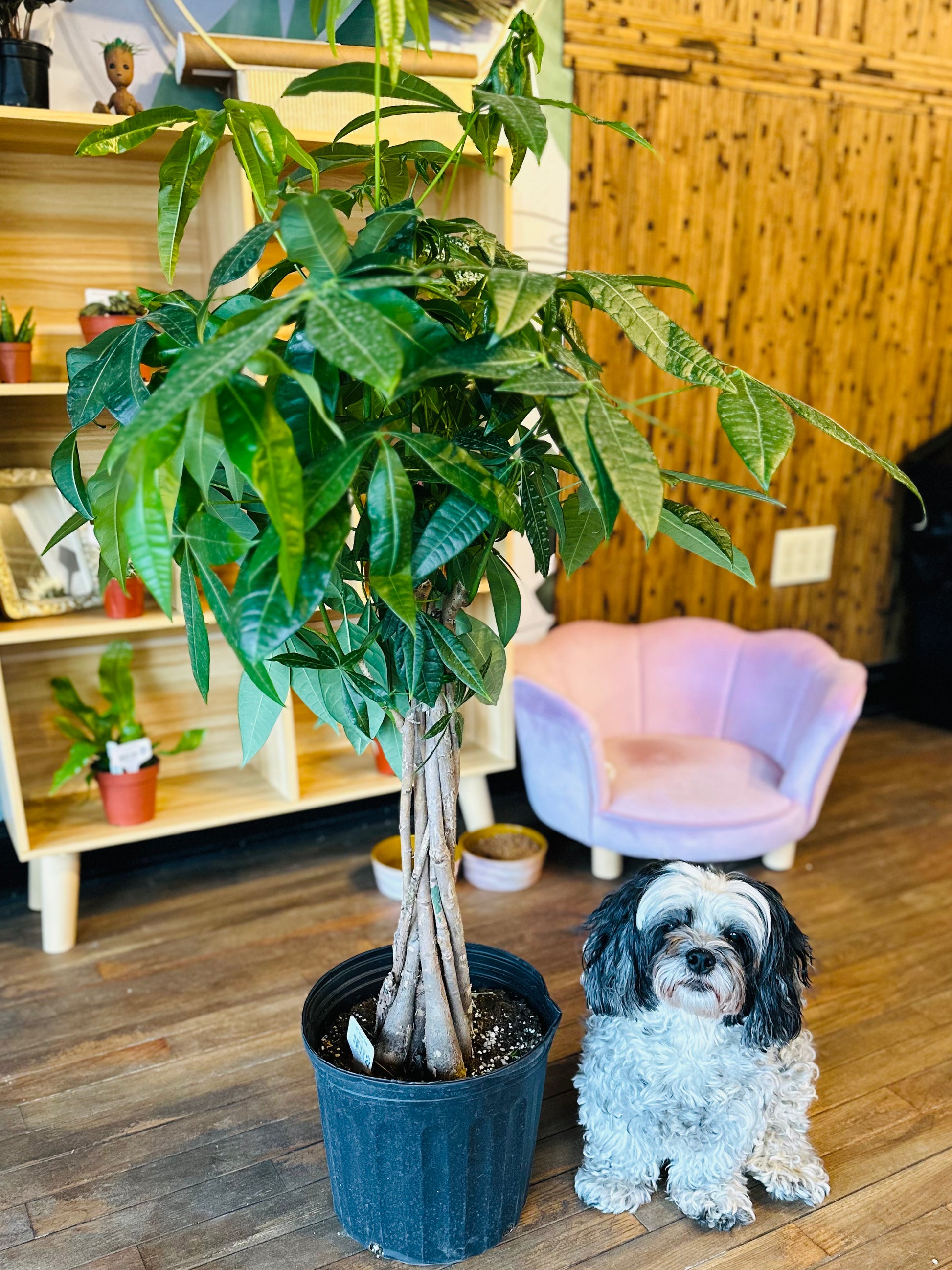 money tree full size 10" Money Tree – Grows on Main