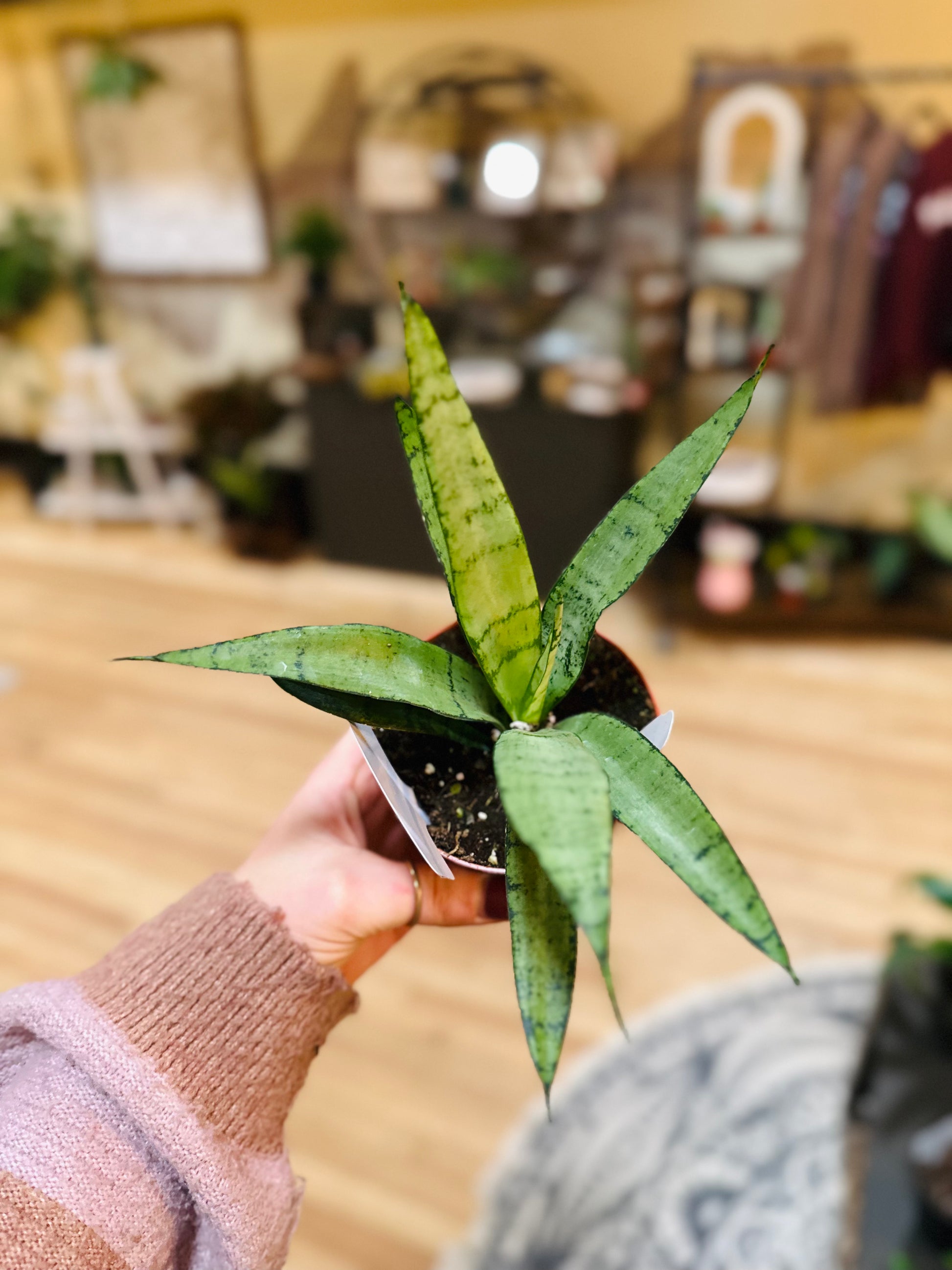 4 in snake plant 4" Silver Princess Snake Plant