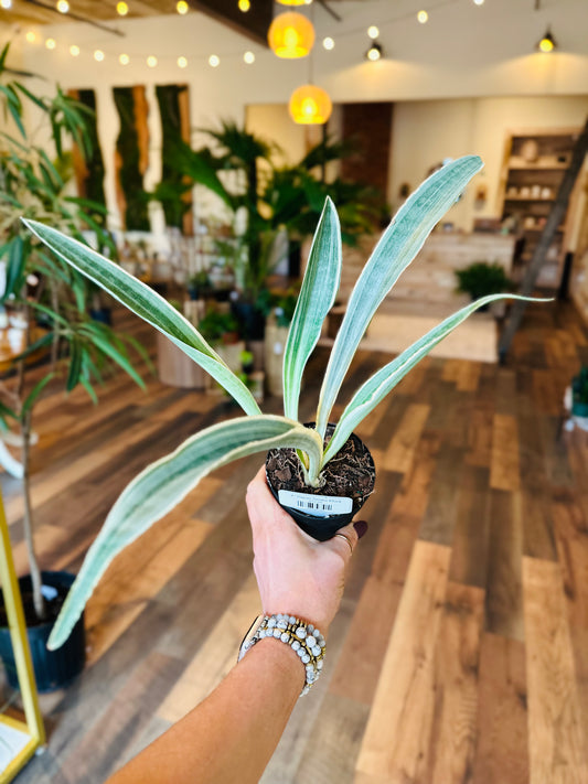 4" Sayuri Snake Plant
