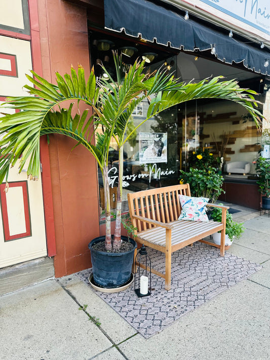 17" Adonidia Palm