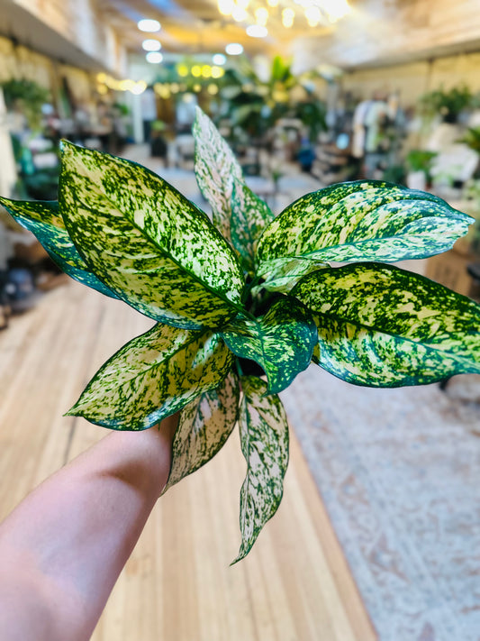 6" Aglaonema Pink Princess