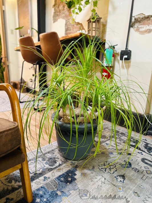 14" Ponytail Palm