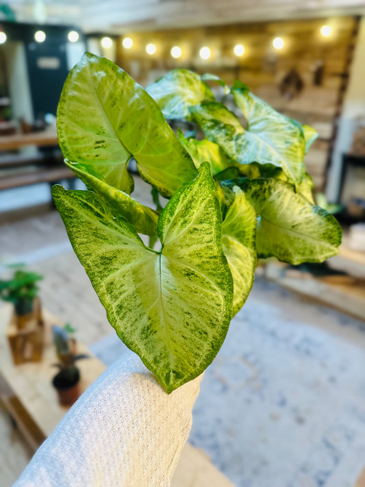 4" Syngonium