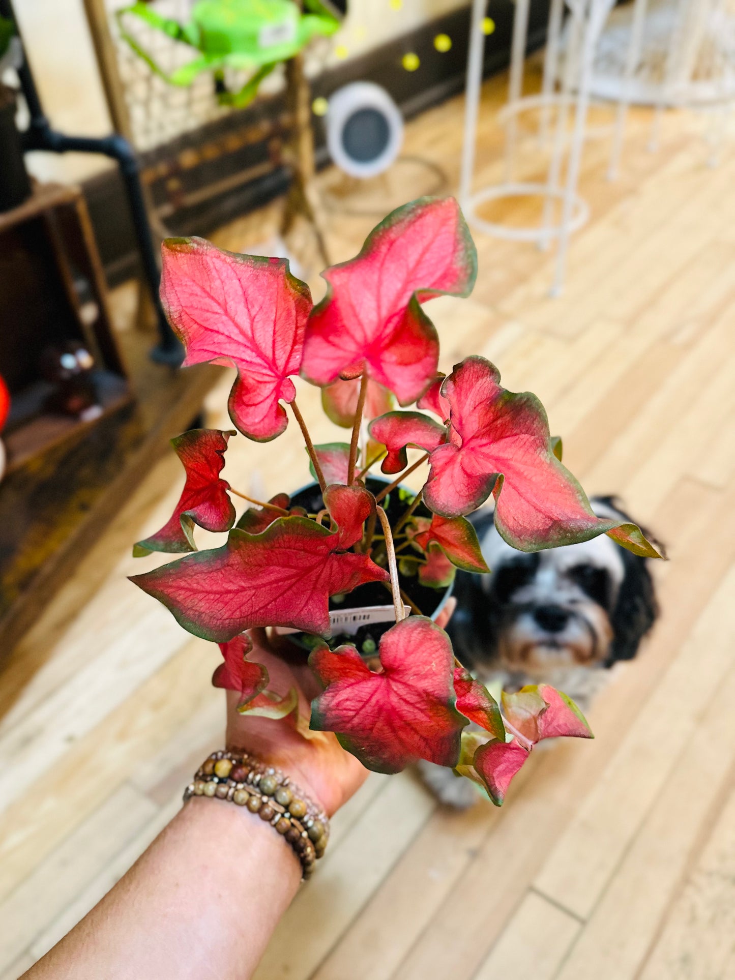 4" Caladium Fairytale Princess