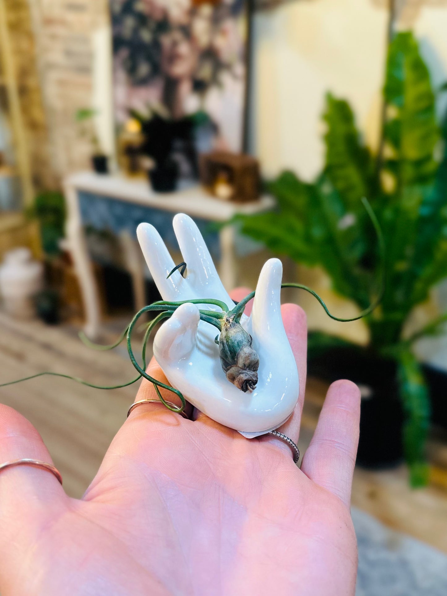 Air Plant Hand Stand