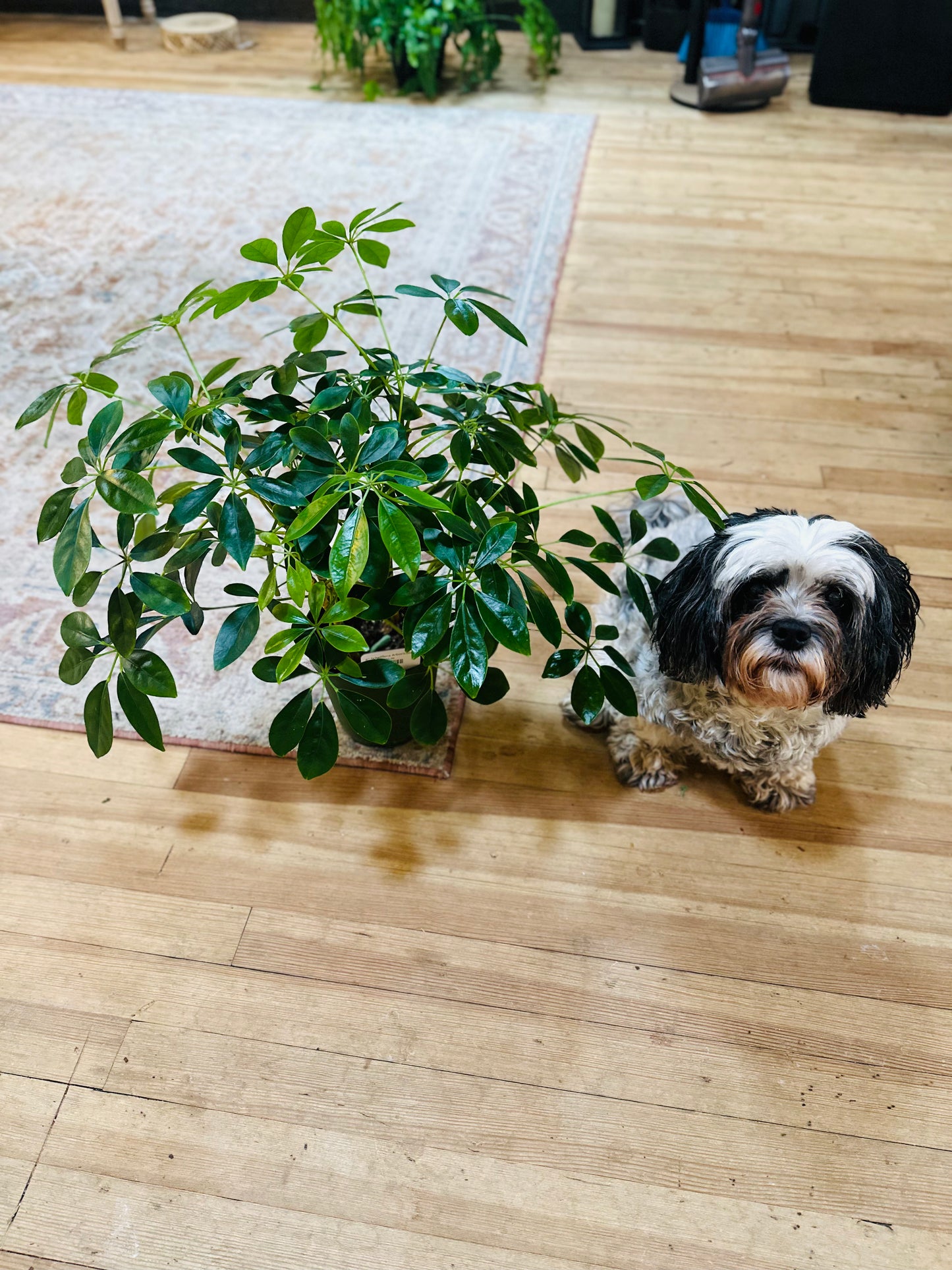 6" Schefflera Arboricola