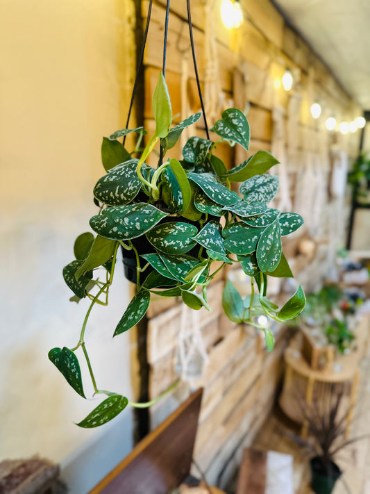 6" Scindapsus Pictus Basket