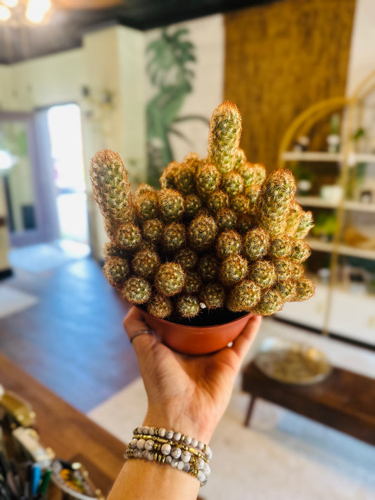6" Gold Lace Cactus