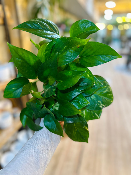 4" Pothos 'Golden'
