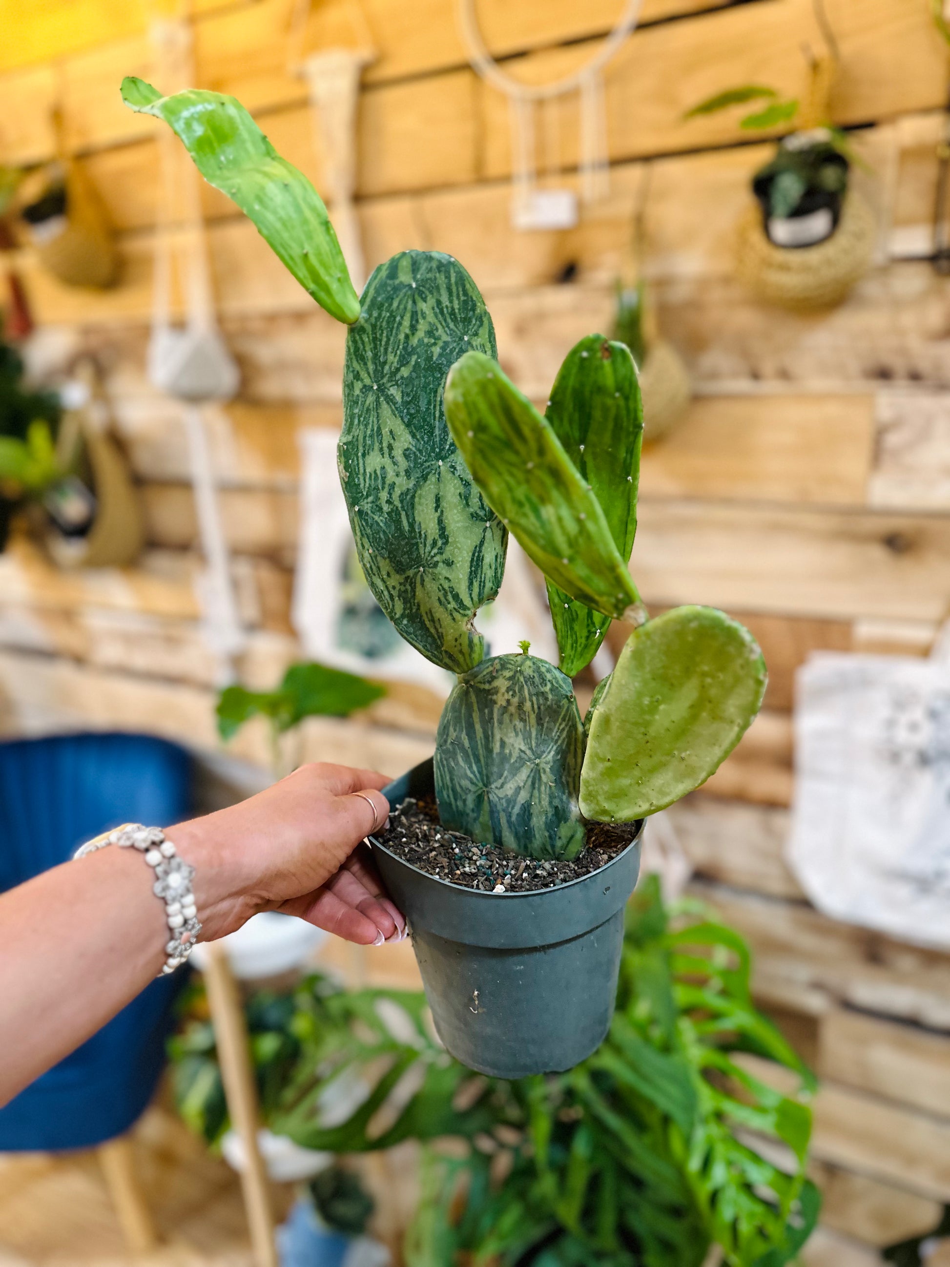 prickly pear cactus for sale 6" Variegated Prickly Pear Cactus