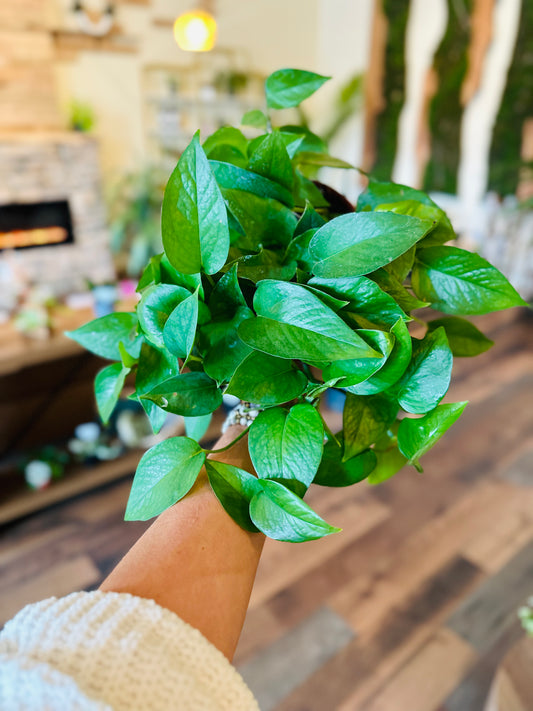 6" Jade Pothos