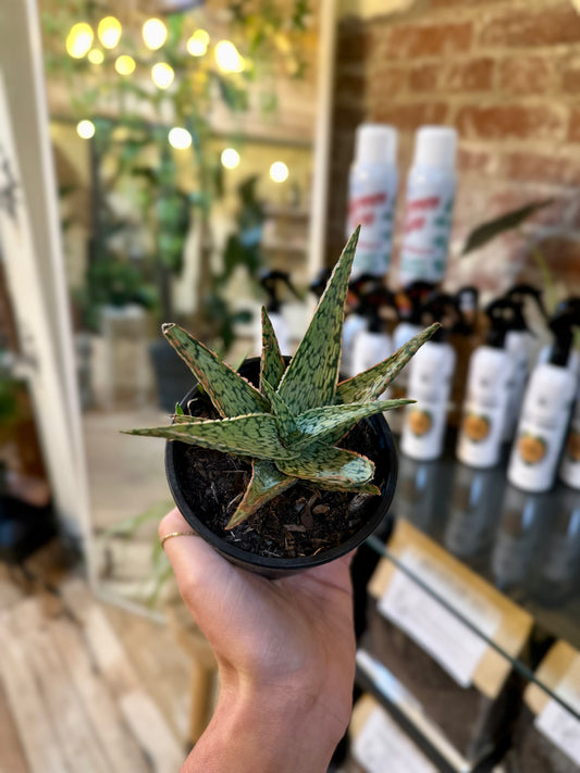 4" Aloe Pink Blush
