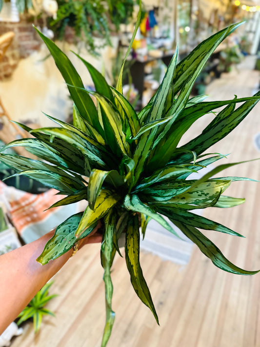 6" Aglaonema Cutlass