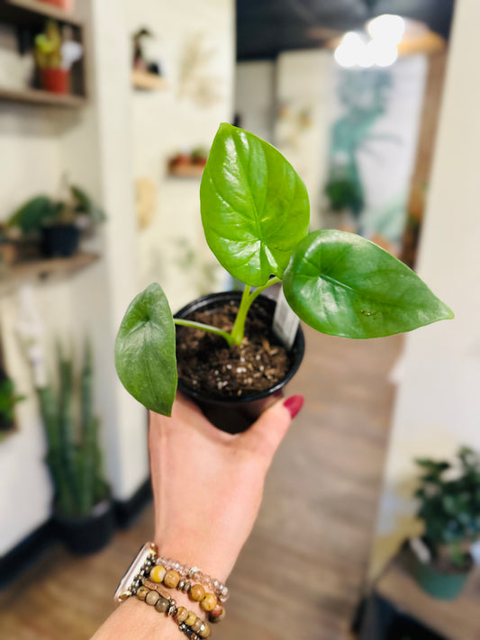 4" Alocasia Wentii