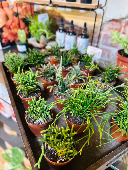2" Rhipsalis Mix