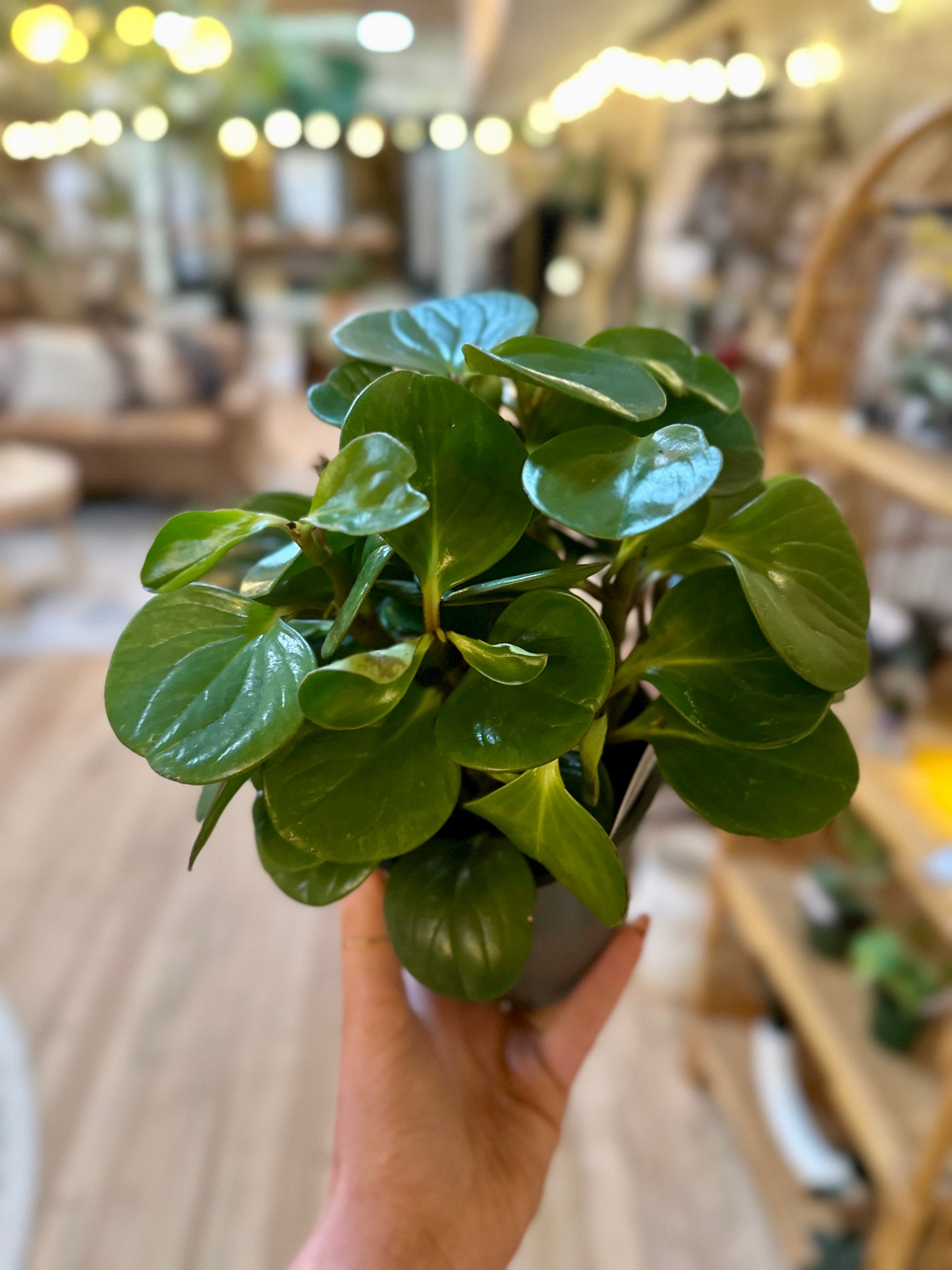 6" Baby Rubber Plant