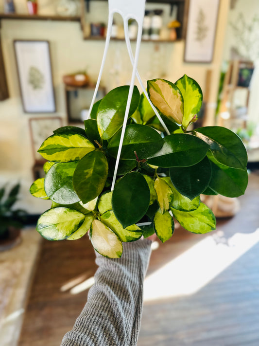 8" Hoya Lisa Basket