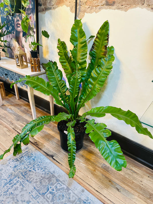 15" Bird's Nest Fern