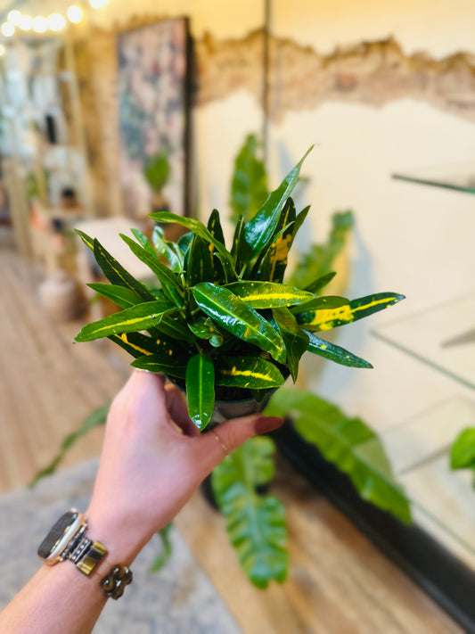 4" Sunny Star Croton