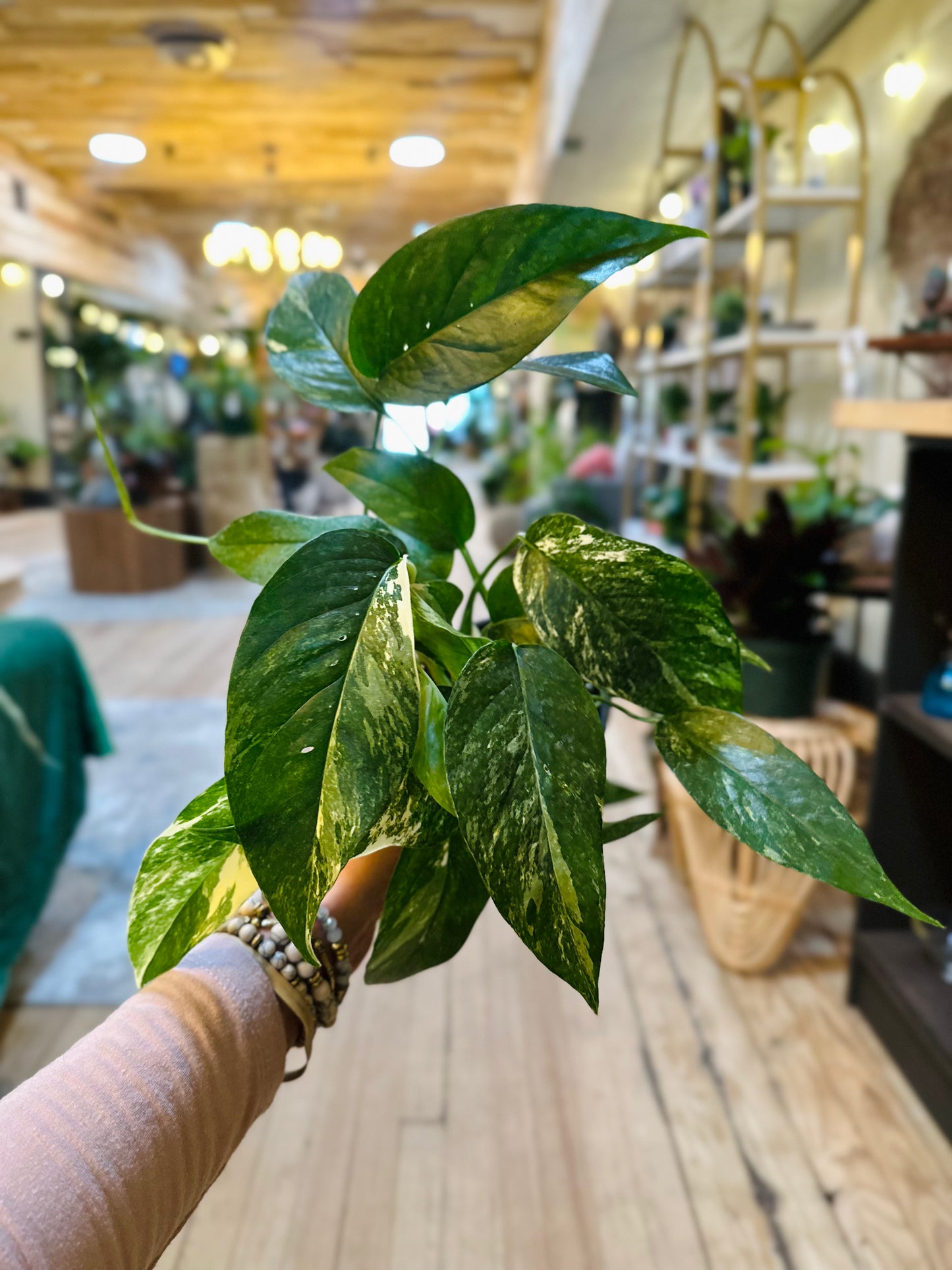 4" Epipremnum Pinnatum Albo
