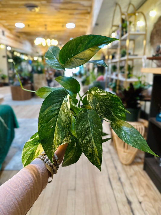 4" Epipremnum Pinnatum Albo