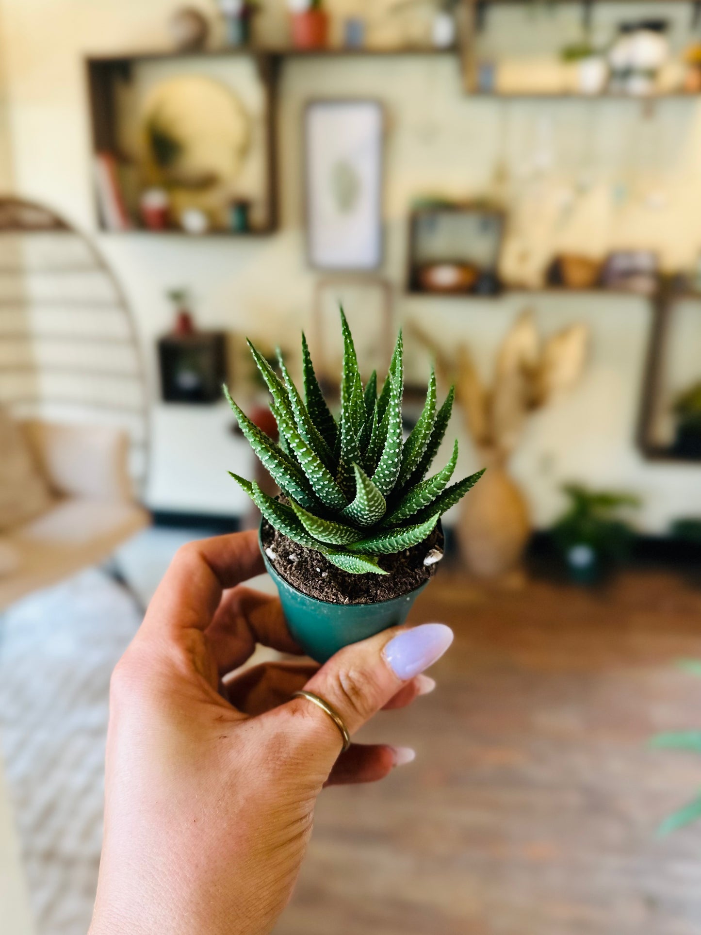 2" Haworthia