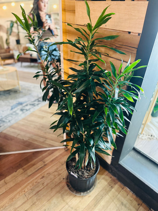 12" Dracaena Reflexa