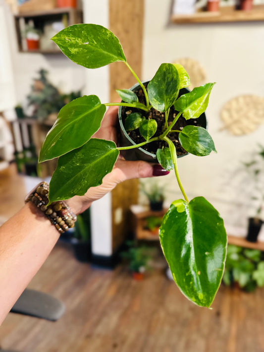 4" Philodendron Burle Marx Variegated