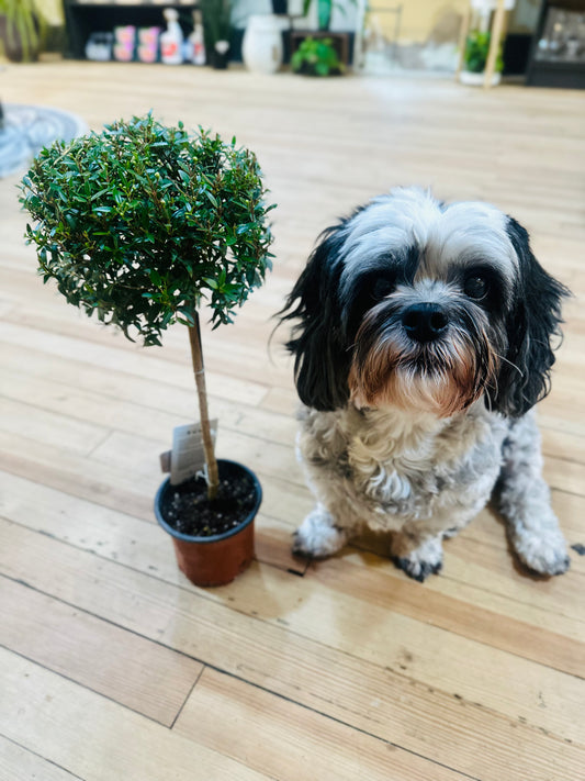 4" Myrtle Topiary