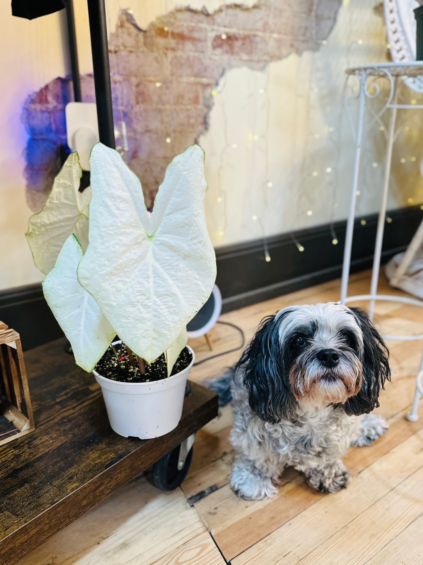 6" Caladium White
