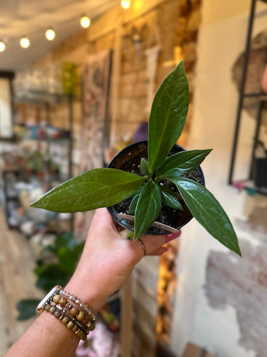 4" Anthurium Bonplandii Cobra