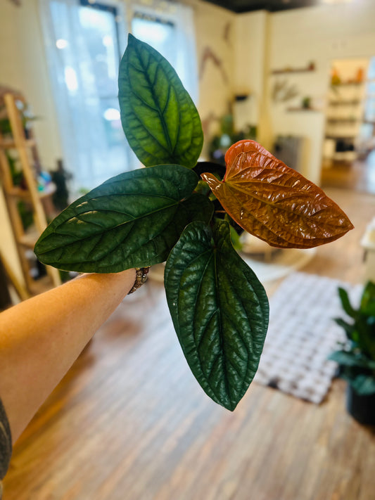 6" Anthurium Radicans x Luxurians
