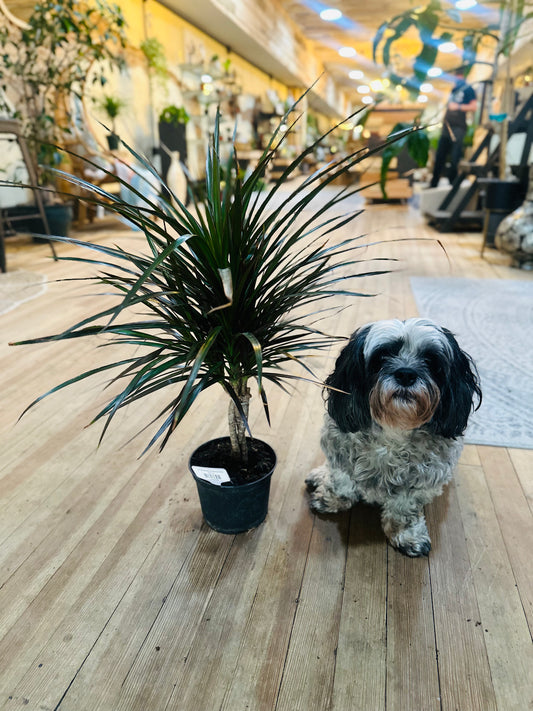 6" Dracaena Marginata