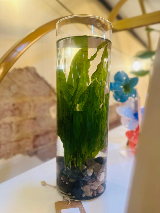 Java Fern