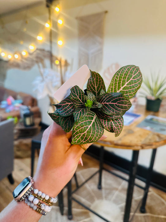 3" Fittonia Pink