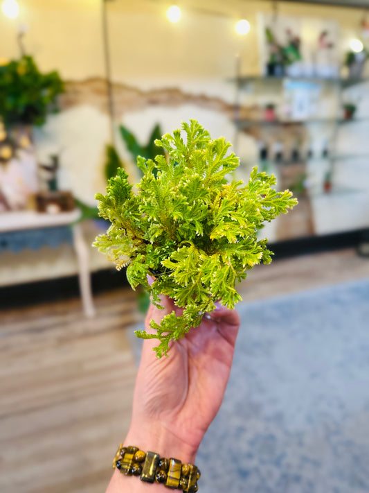 4" Frosty Fern