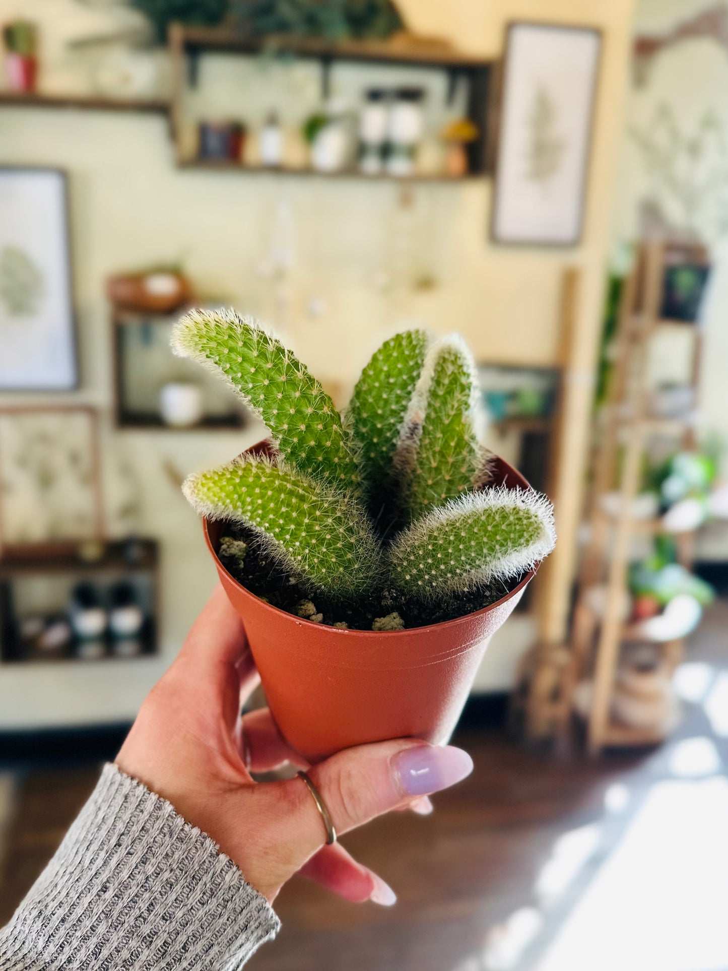 4" Monkey Tail Cactus