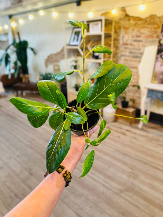 4" Ficus Audrey