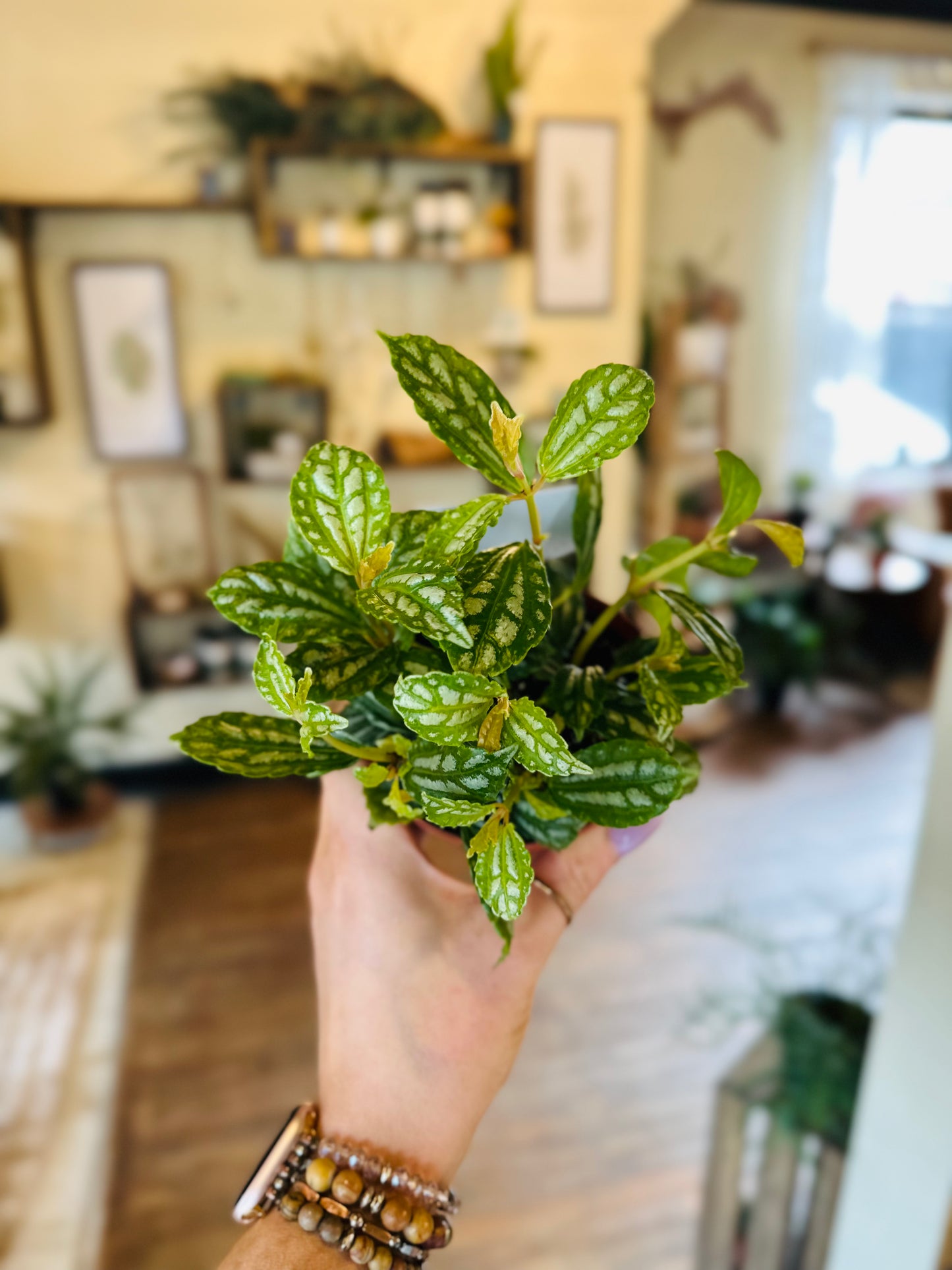 4" Pilea Watermelon