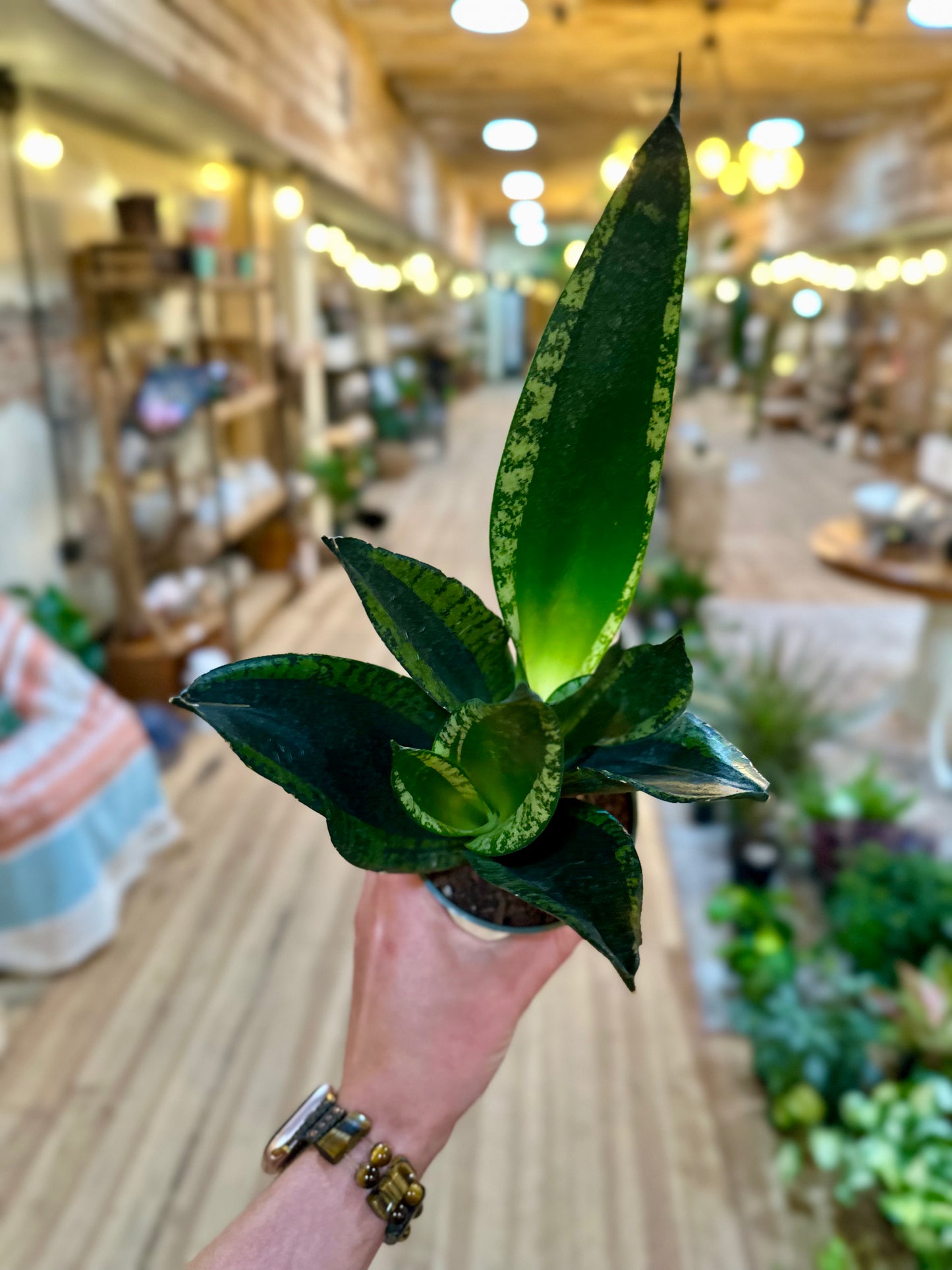 4" Silver Flame Snake Plant
