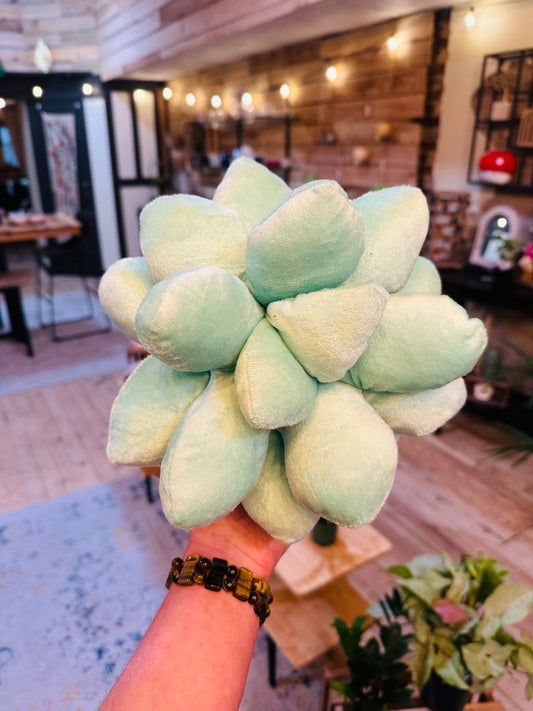 Succulent Pillow