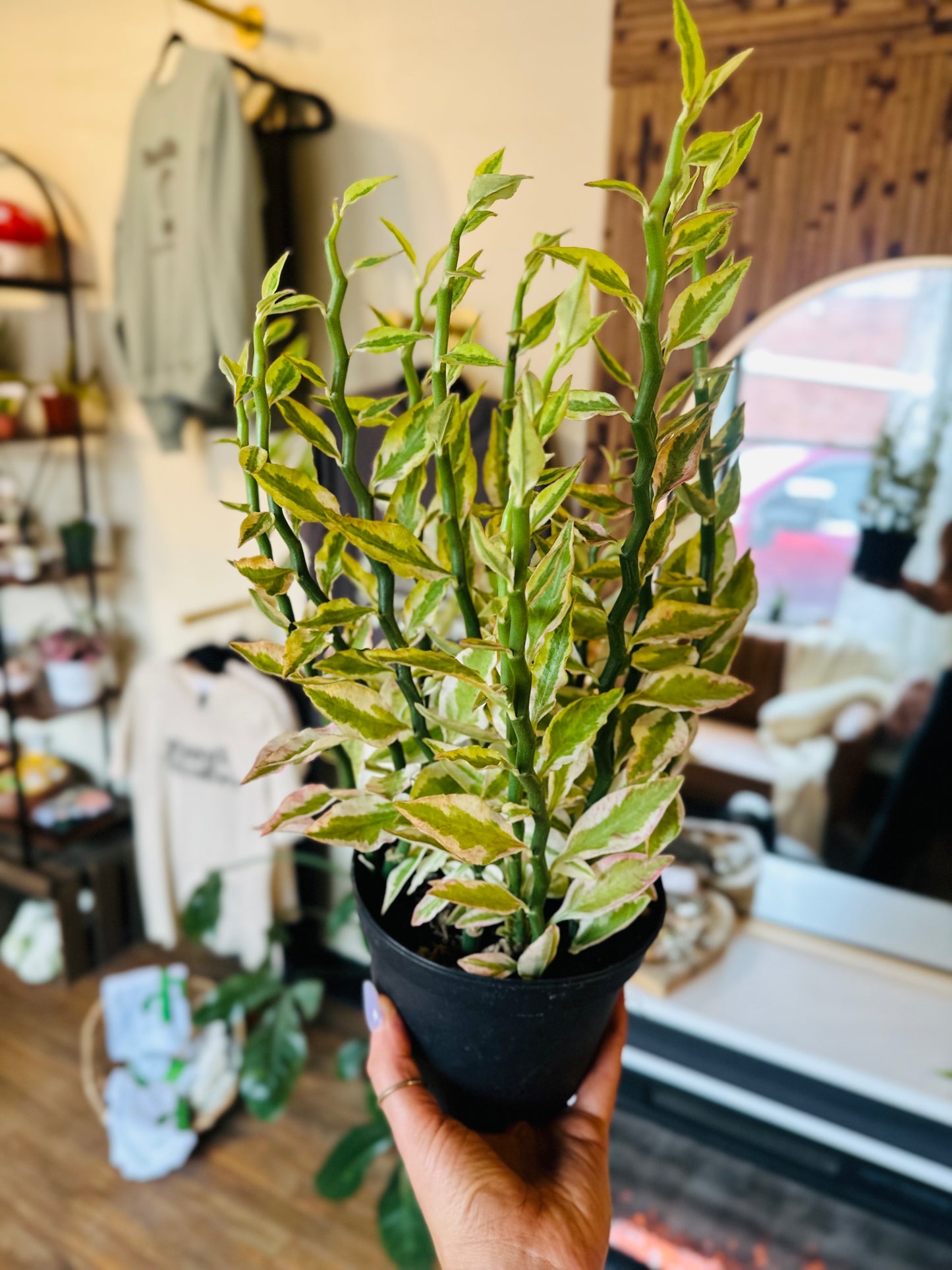 6" Devil's Backbone Variegated