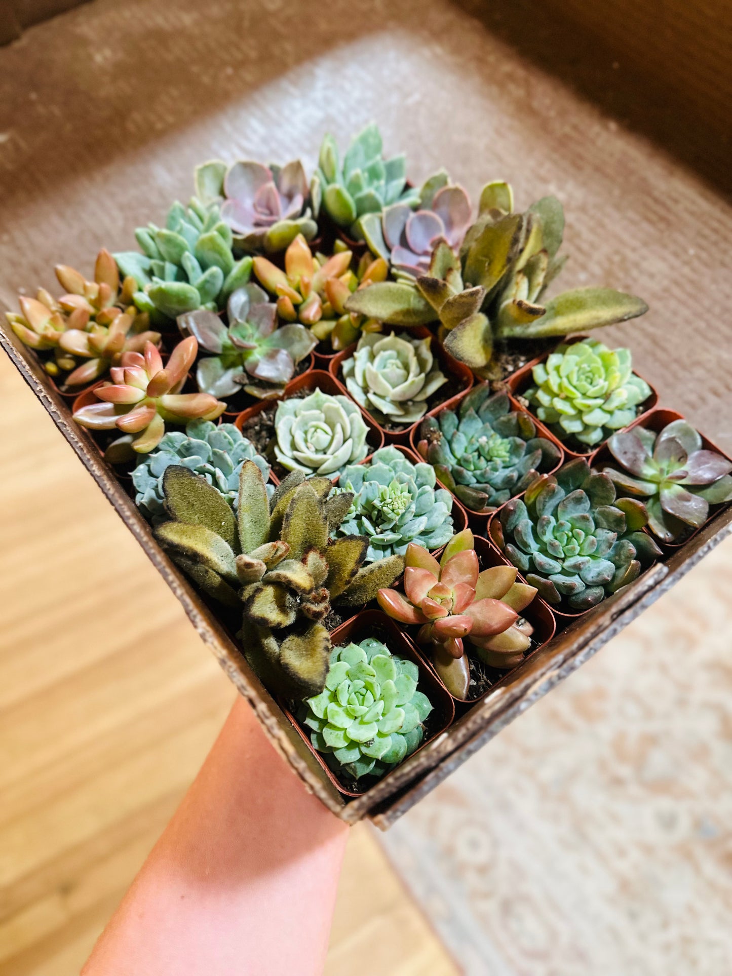 2" Desert Minis