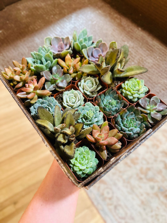 2" Desert Minis
