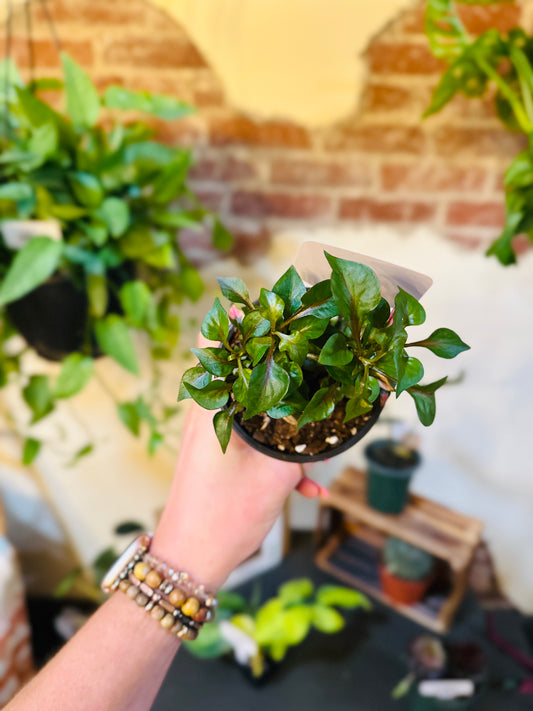 4" Chameleon Plant