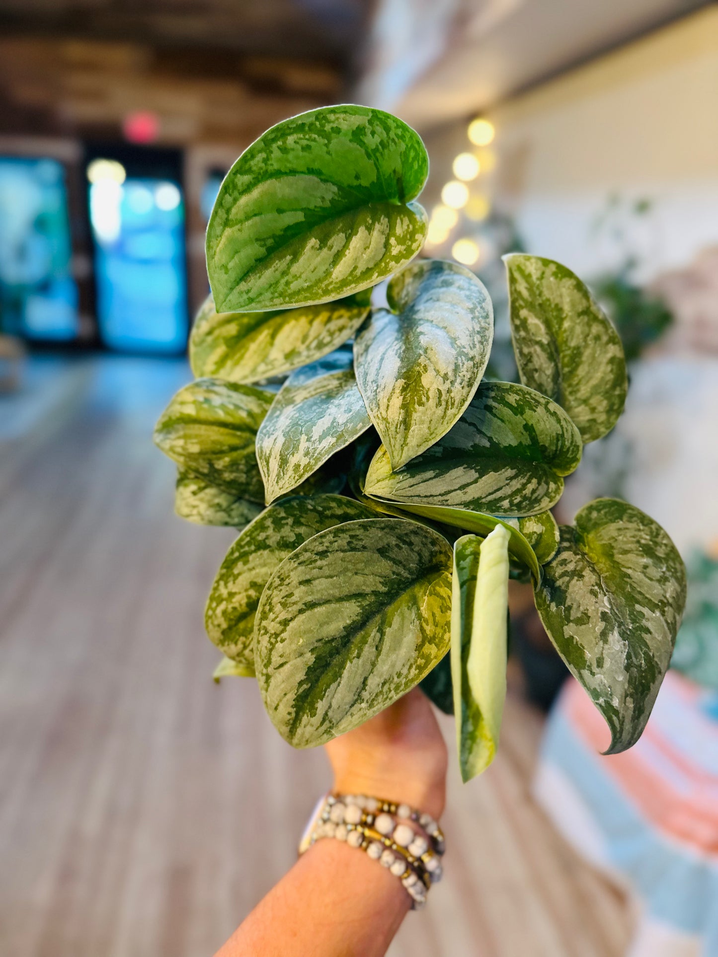 4" Scindapsus Silver Satin